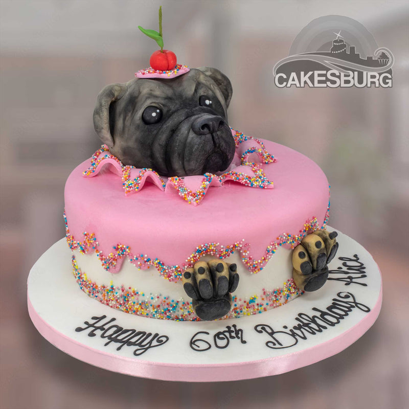 Pug. Bitch sitting behind a birthday cake. Studio picture against a white  background. Germany Stock Photo - Alamy